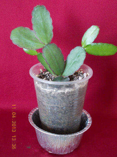 11 aprilie 2013-flori 076 - aprilie 2013