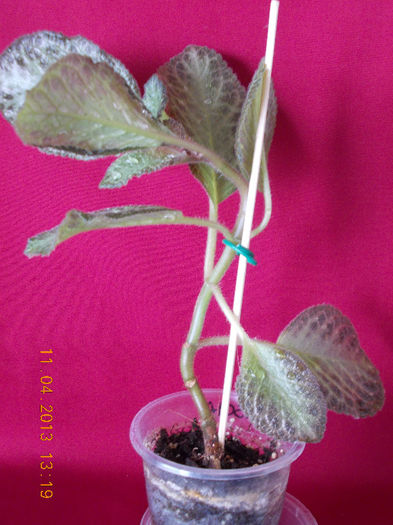 11 aprilie 2013-flori 044 - episcia