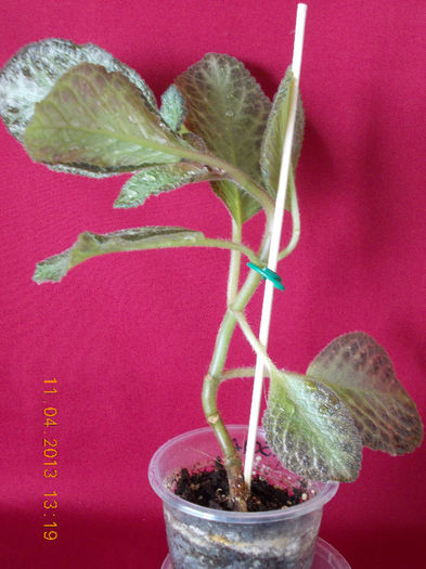 11 aprilie 2013-flori 045 - episcia