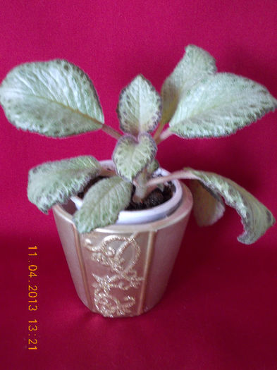 11 aprilie 2013-flori 048 - episcia