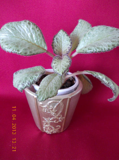 11 aprilie 2013-flori 051 - episcia