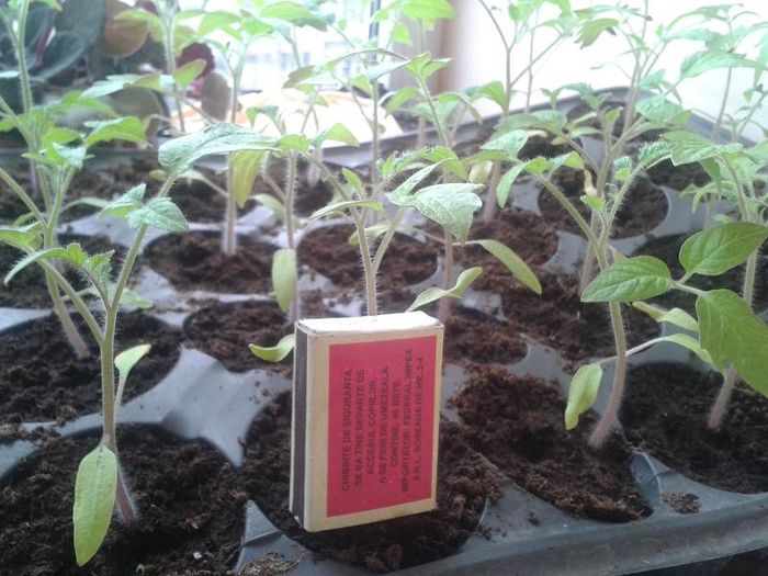 20130411_153756 - s legume 2013