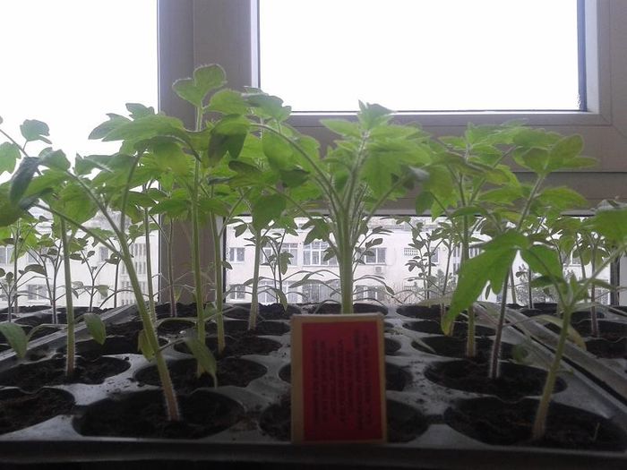 20130411_153818 - s legume 2013