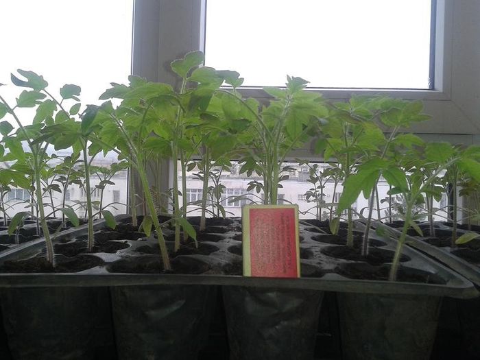 20130411_153831 - s legume 2013