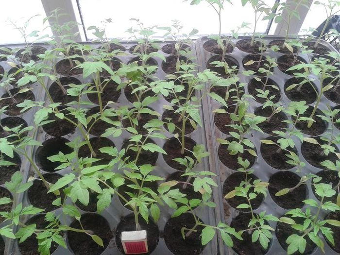 20130411_153844 - s legume 2013