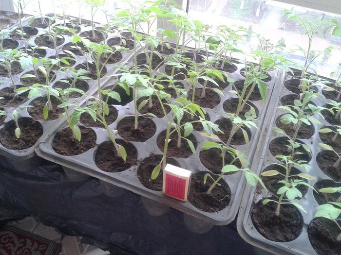 20130411_153908 - s legume 2013