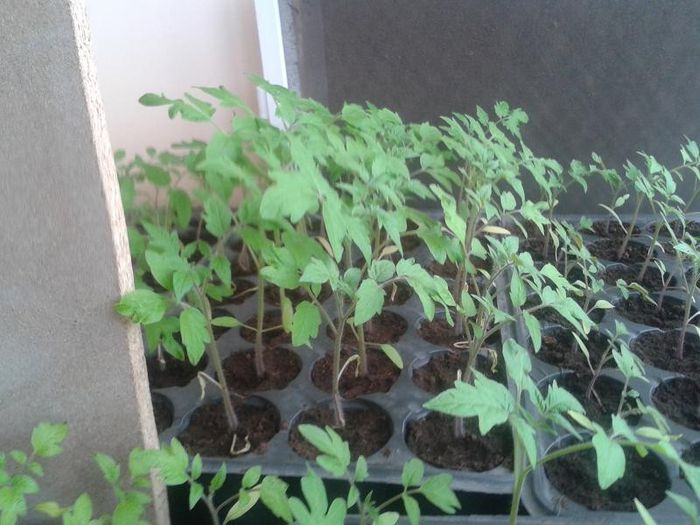 20130411_154014 - s legume 2013
