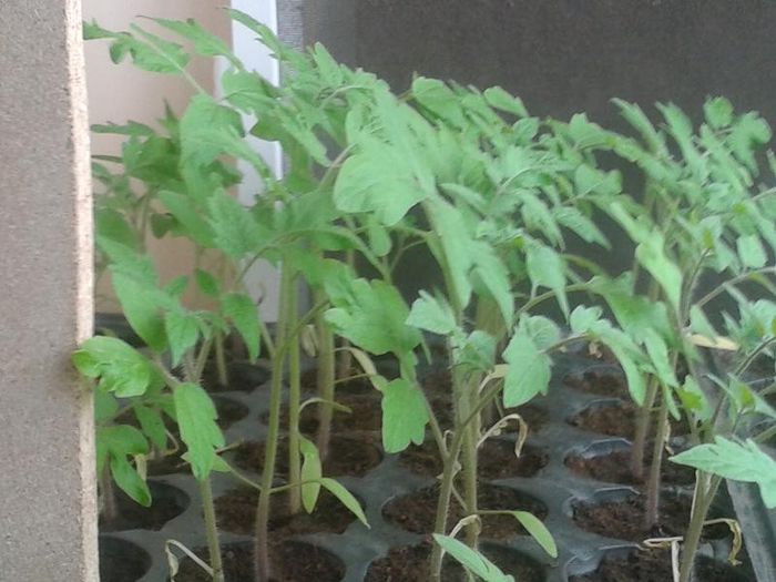 20130411_154052 - s legume 2013