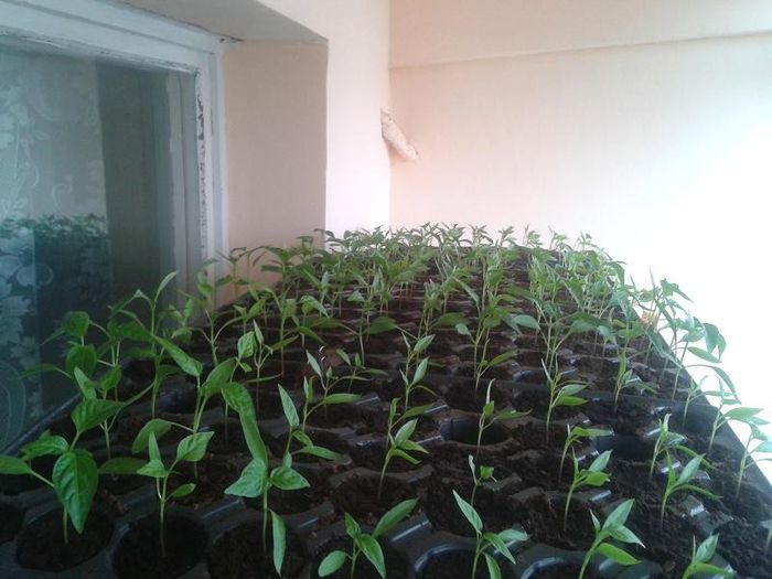 20130411_154117 - s legume 2013