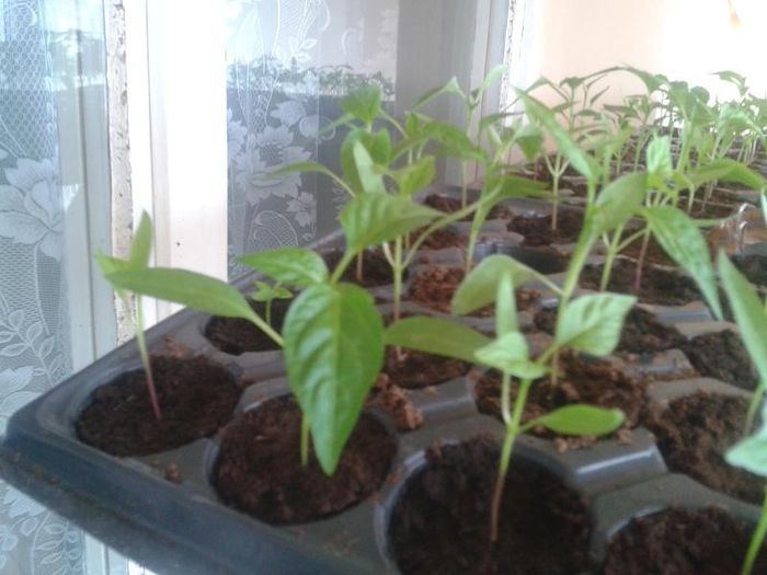 20130411_154123 - s legume 2013