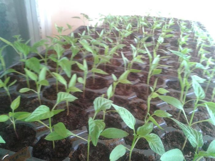 20130411_154132 - s legume 2013