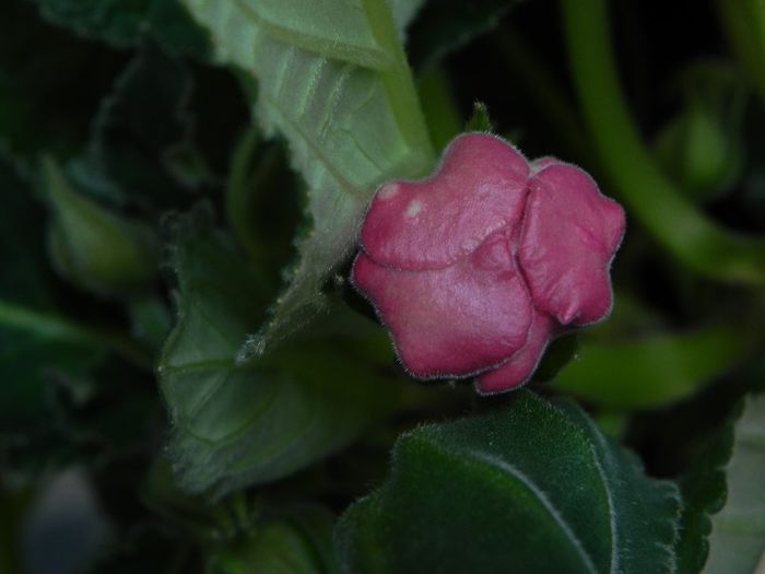  - gloxinia din seminte