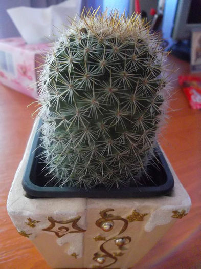 Cactus mam. karwinskiana beriss - Flori dragi 2013