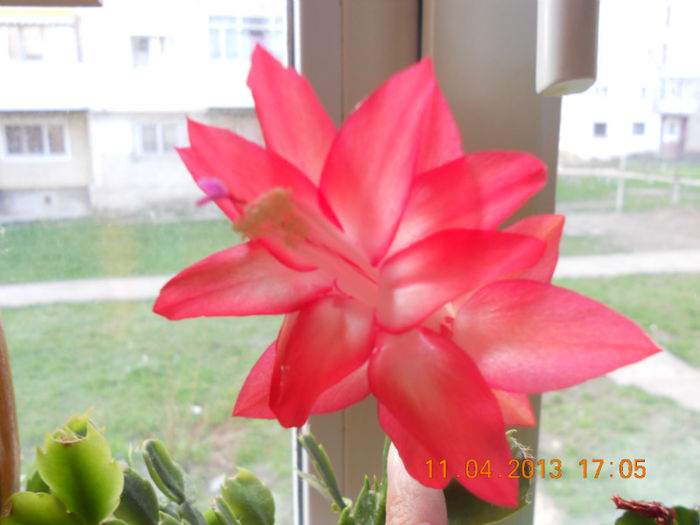 DSCN2923