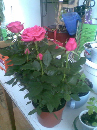 Mini Rose primit de la  nora - aprilie