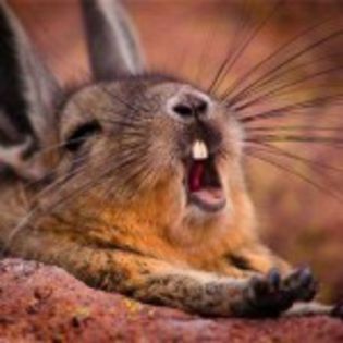 avatar-super-iepuras-150x150