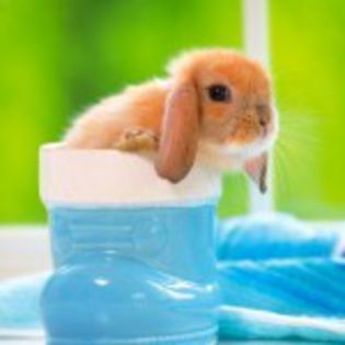 poze-cu-iepurasi-draguti_avatare-de-Pasti_-6-150x150