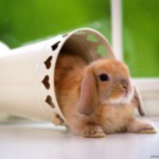 poze-cu-iepurasi-draguti_avatare-de-Pasti_-39-150x150