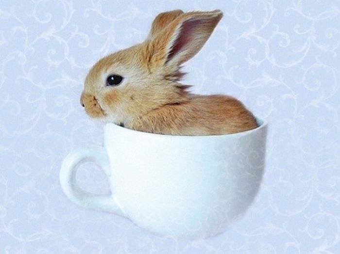 avatare-de-Pasti_iepurasi-49