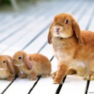 poze-cu-iepurasi-draguti_avatare-de-Pasti_-35-150x150 - avatare