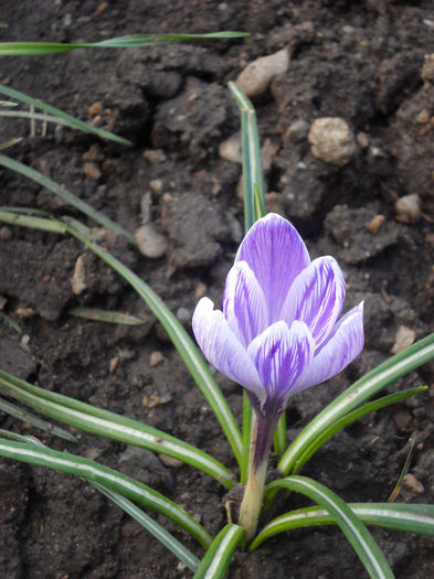 Crocus mov - Flori de gradina - 2013