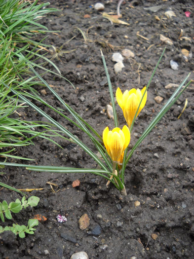 Crocus galben - Flori de gradina - 2013