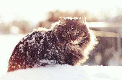 tumblr_mexla7AXRw1rjhopzo1_400_large