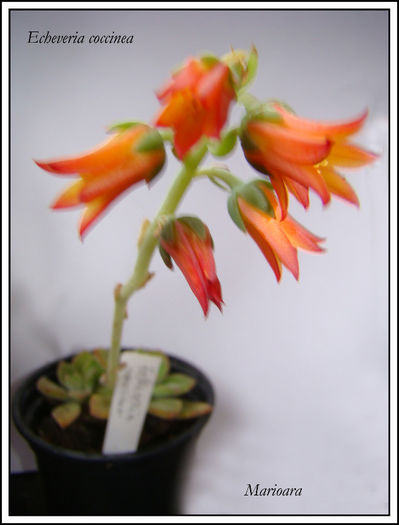 Echeveria coccinea3