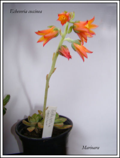 Echeveria coccinea