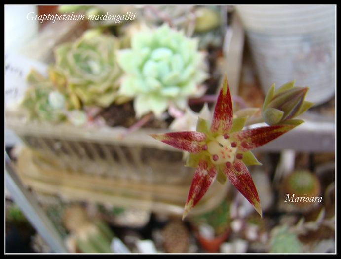 Graptopetalum macdougallii1