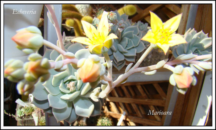 Echeveria