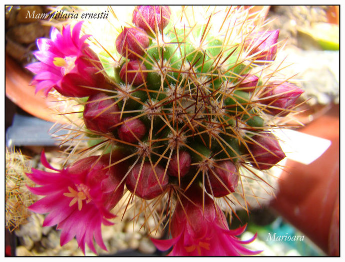 Mammillaria ernestii - Mammillaria