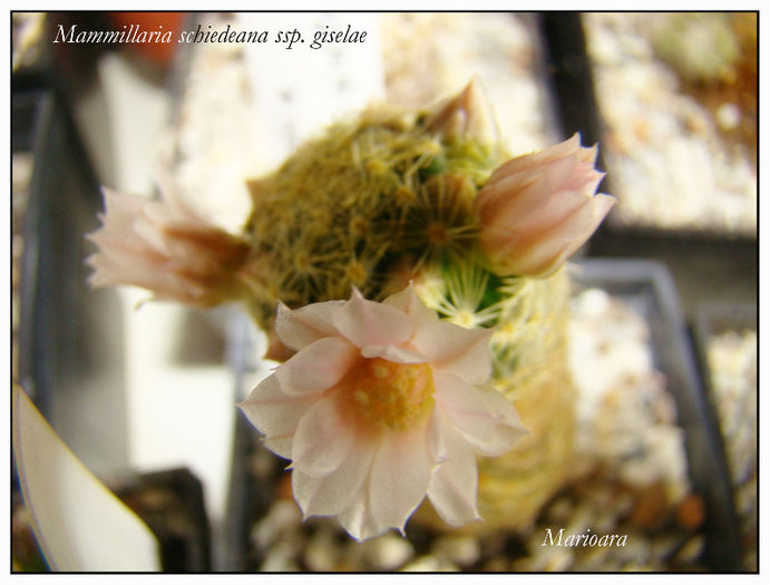 Mammillaria schiedeana ssp - Mammillaria