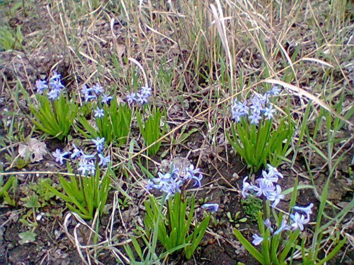 Fotogr.0675 - flori de gradina