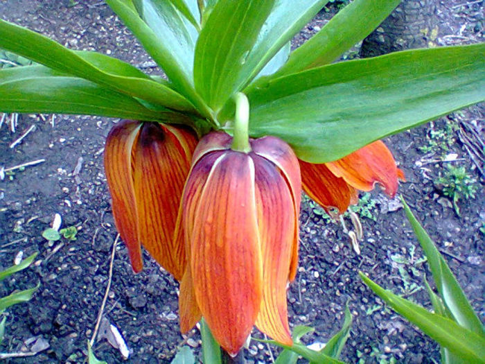 Fotogr.0686 - flori de gradina