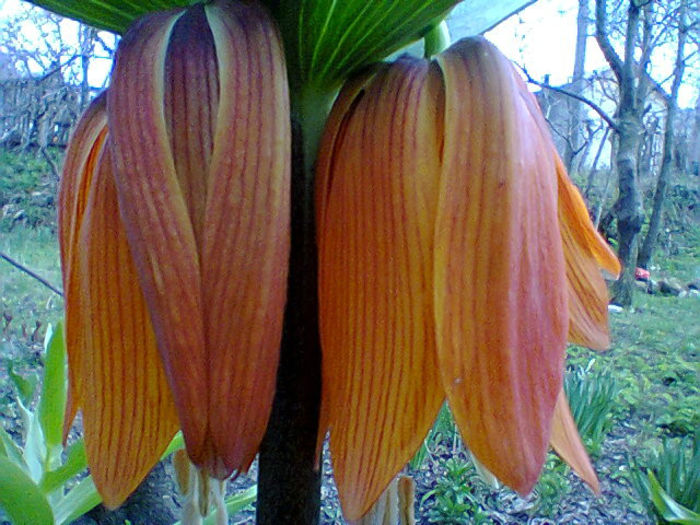 Fotogr.0687 - flori de gradina