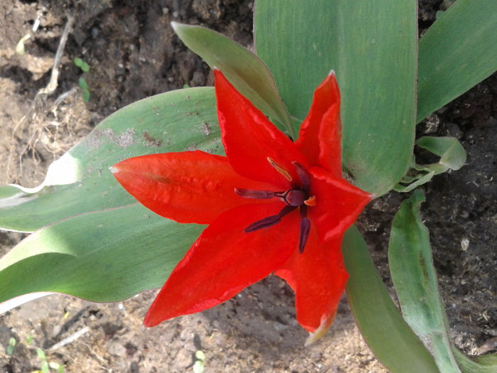 2013-04-11 11.03.49 - Plante in gradina