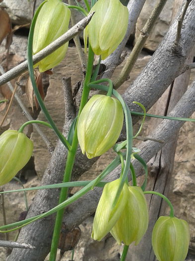 2013-04-11 17.50.06 - Plante in gradina