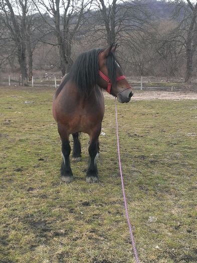 IMAG0660 - 03 un cal frumos iapa