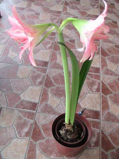 exotic - Amaryllis-12-13