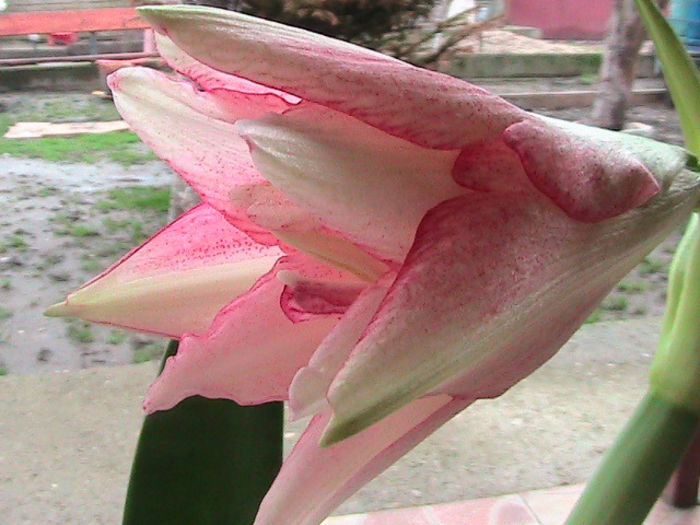 exotic - Amaryllis-12-13