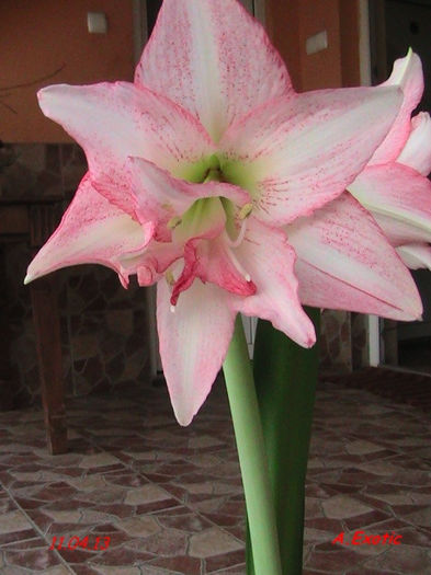 exotic - Amaryllis-12-13