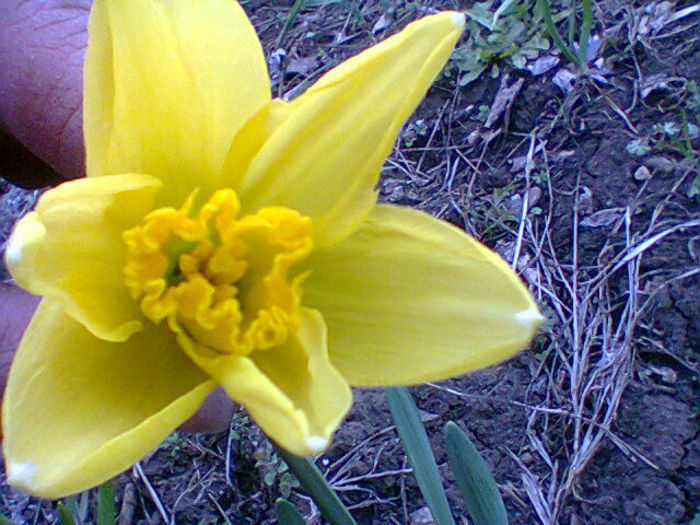 Fotogr.0679 - flori de gradina