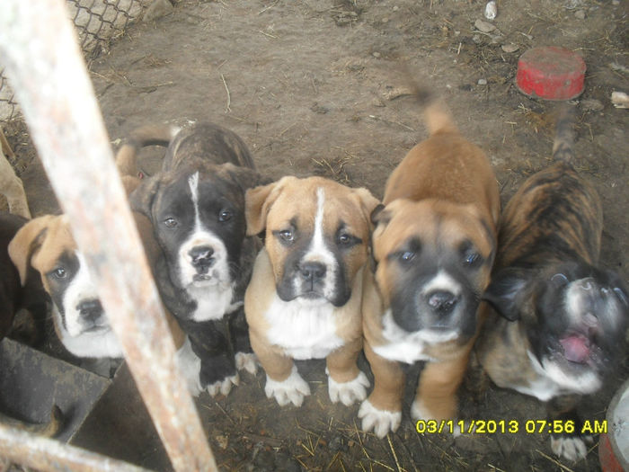 SDC12345 - catei presa canario de vanzare