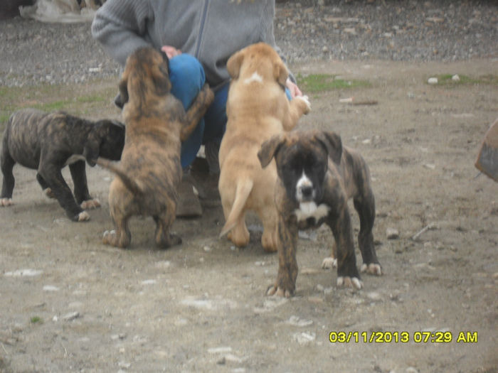 SDC12290 - catei presa canario de vanzare