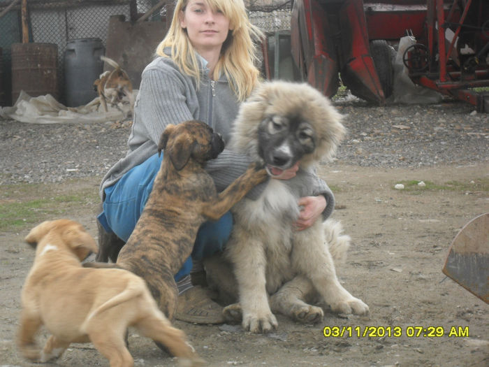 SDC12289 - catei presa canario de vanzare