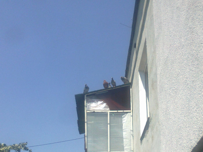 03072012485 - porumbei balcon vara 2012