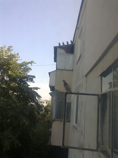 11082012625 - porumbei balcon vara 2012