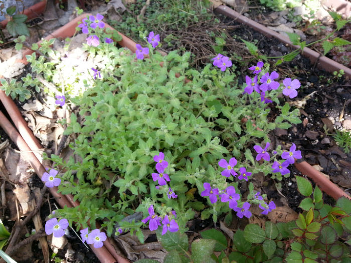 Aubrieta - Flori 2013