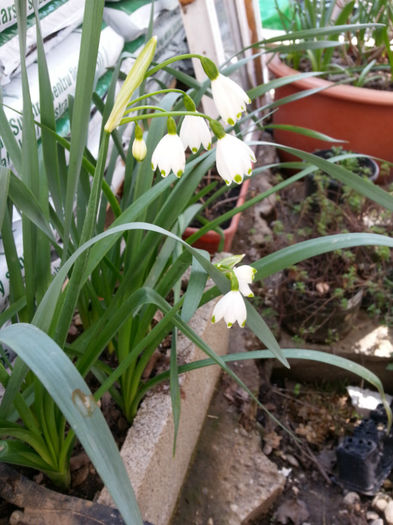 Leucojum - Flori 2013